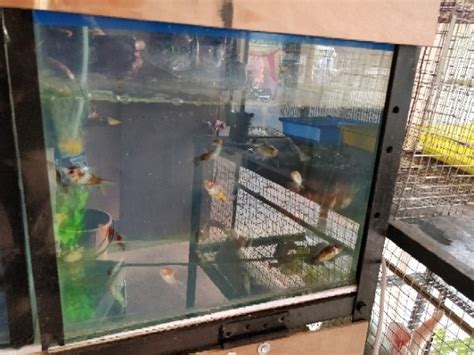 buy aquarium fish online nagpur|Aquarium Fish In Nagpur (एक्वेरियम फिश, नागपुर).